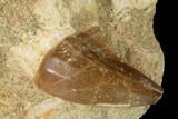 Mosasaur (Mosasaurus) Tooth In Rock - Morocco #155373-2